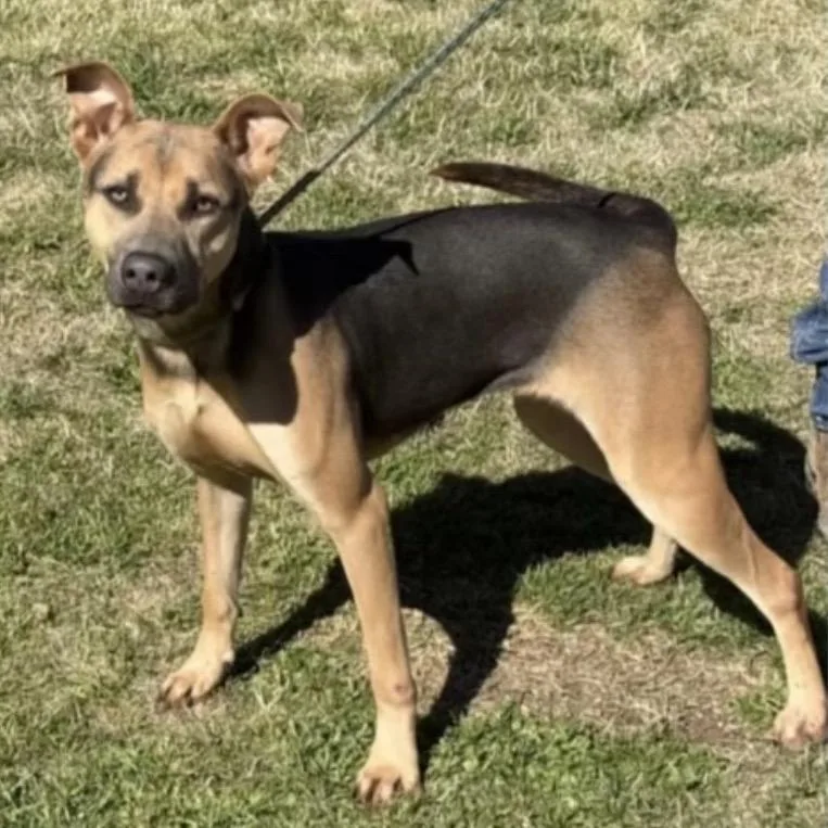 An adult medium-sized female Brown / Chocolate German Shepherd Dog dog named Mars for adoption in Hagerstown, MD
