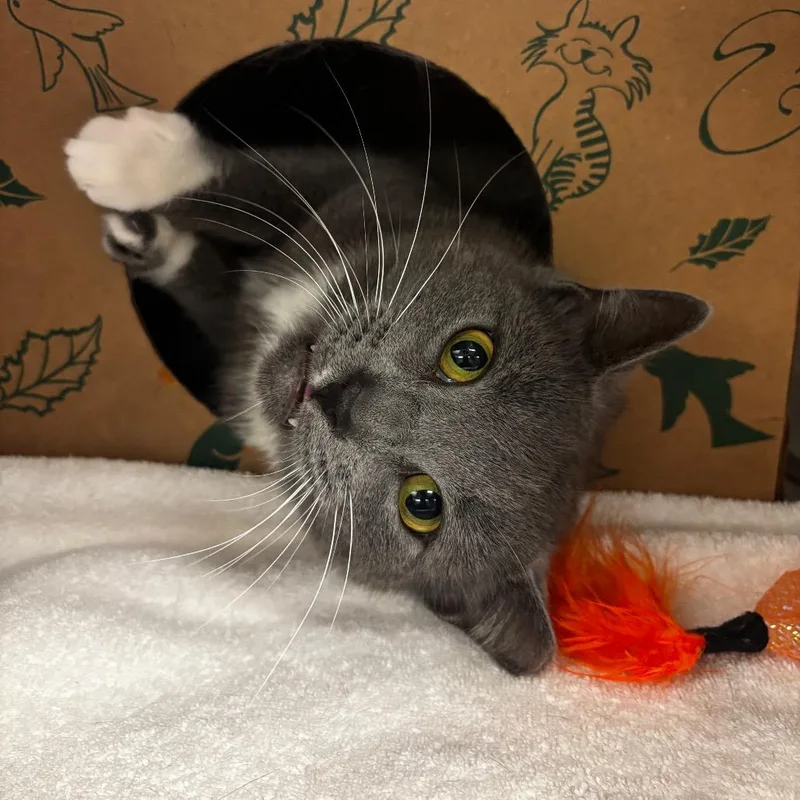 An adult medium-sized male Gray / Blue / Silver Domestic Short Hair cat named Smokey for adoption in South Elgin, IL