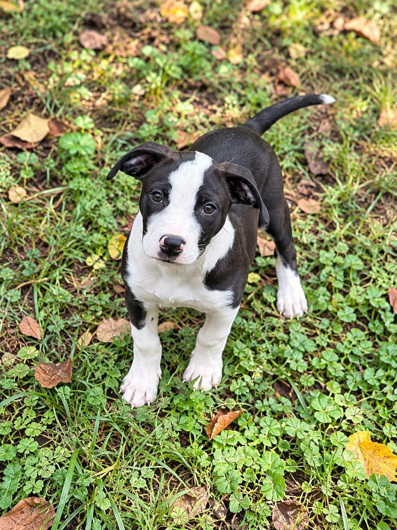 A young medium-sized male Labrador Retriever dog named Clay for adoption in Nashville, TN