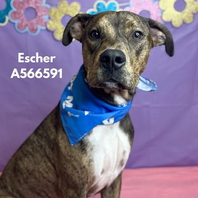 A young medium-sized male Pit Bull Terrier dog named Escher for adoption in Huntsville, AL