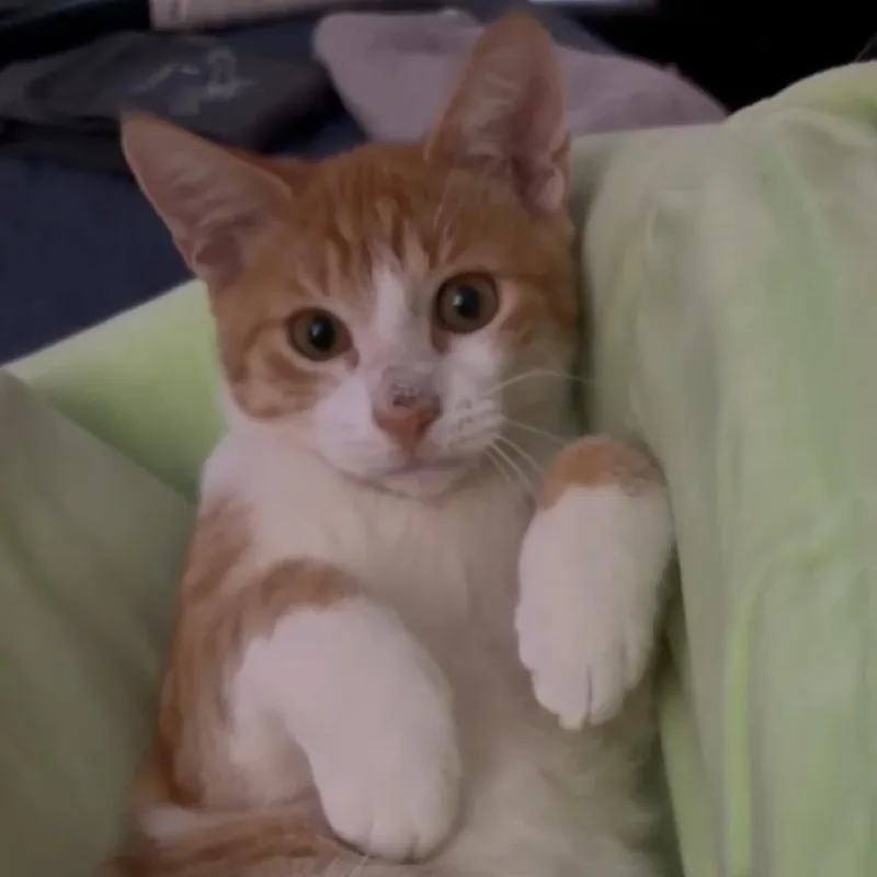 Naranjito thumbnail 2