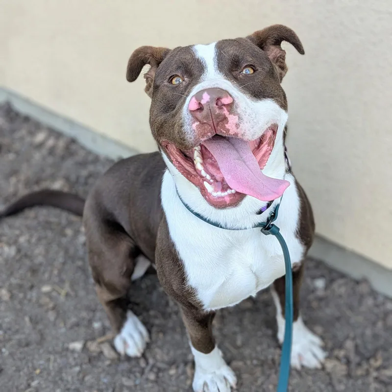 A young large-sized male Pit Bull Terrier dog named Falcao for adoption in Oakland, CA