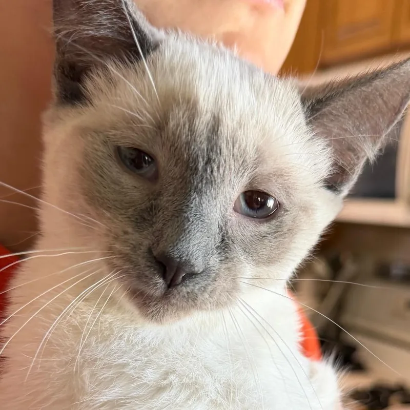 A baby small-sized female Cream / Ivory Domestic Short Hair cat named Cleaopatra for adoption in Klamath Falls, OR