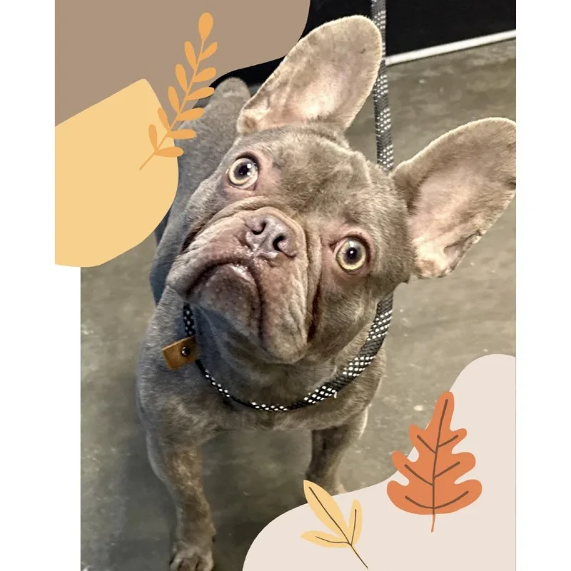 An adult small-sized male French Bulldog dog named Pepe Pierre for adoption in Tyrone, GA