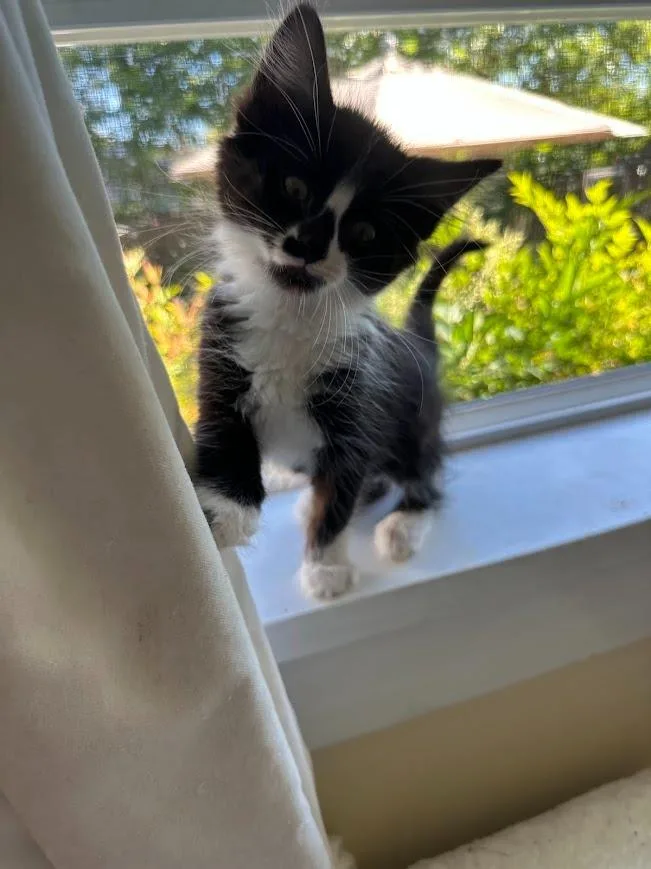 Tabitha