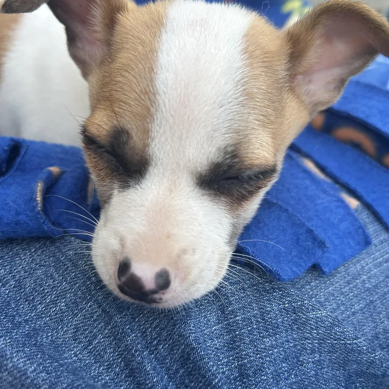 Hamburglar thumbnail 2