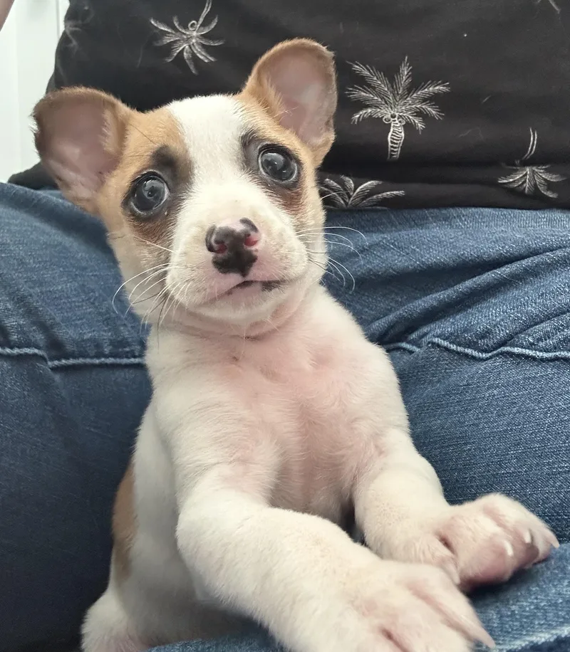 Hamburglar thumbnail 4