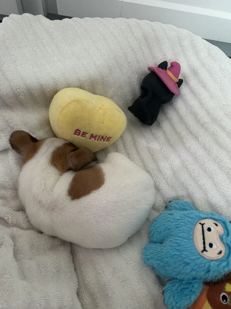 Hamburglar thumbnail 5