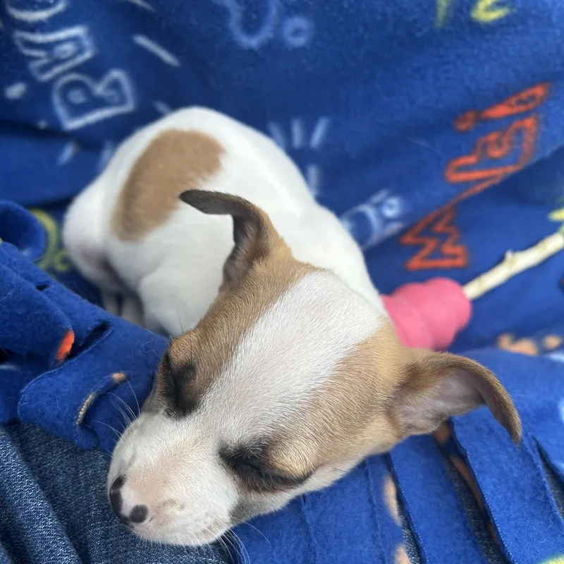 Hamburglar thumbnail 6