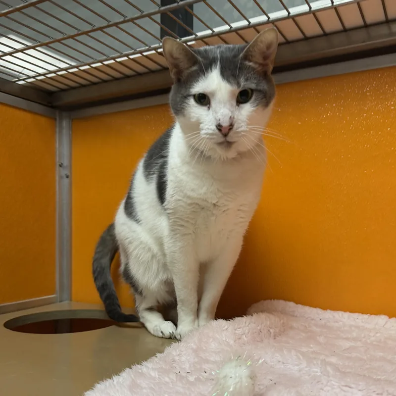 An adult medium-sized female Gray & White Domestic Short Hair cat named Maggie for adoption in Elyria, OH
