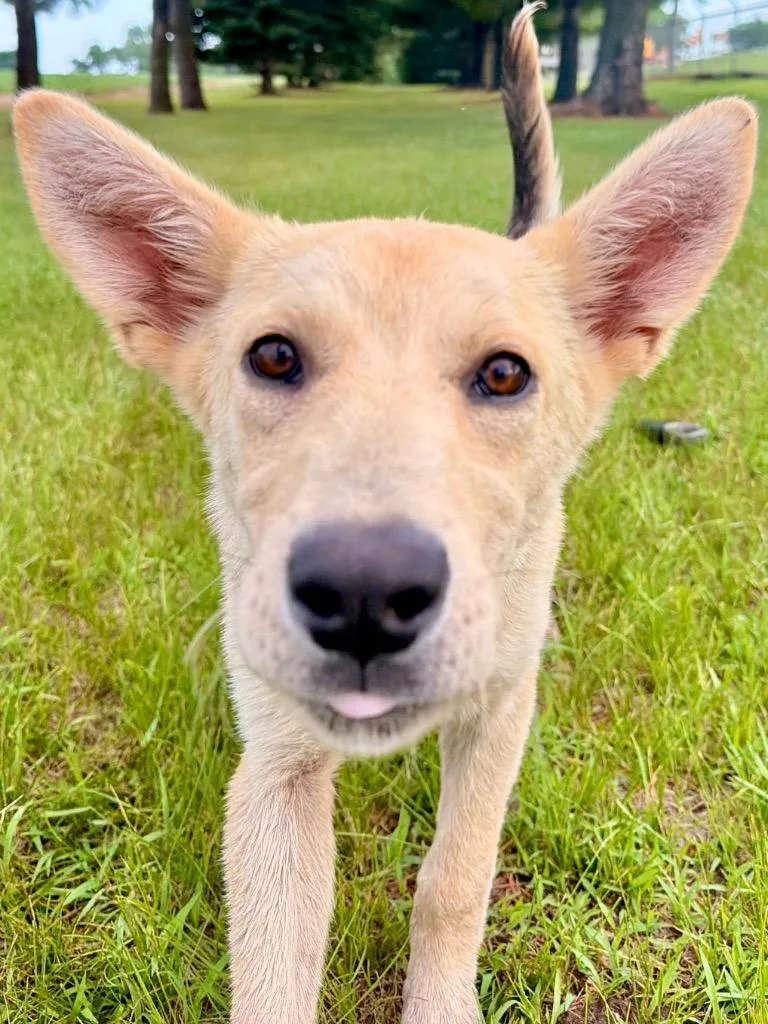 A baby medium-sized female Shepherd dog named Mae for adoption in Saint James, MN
