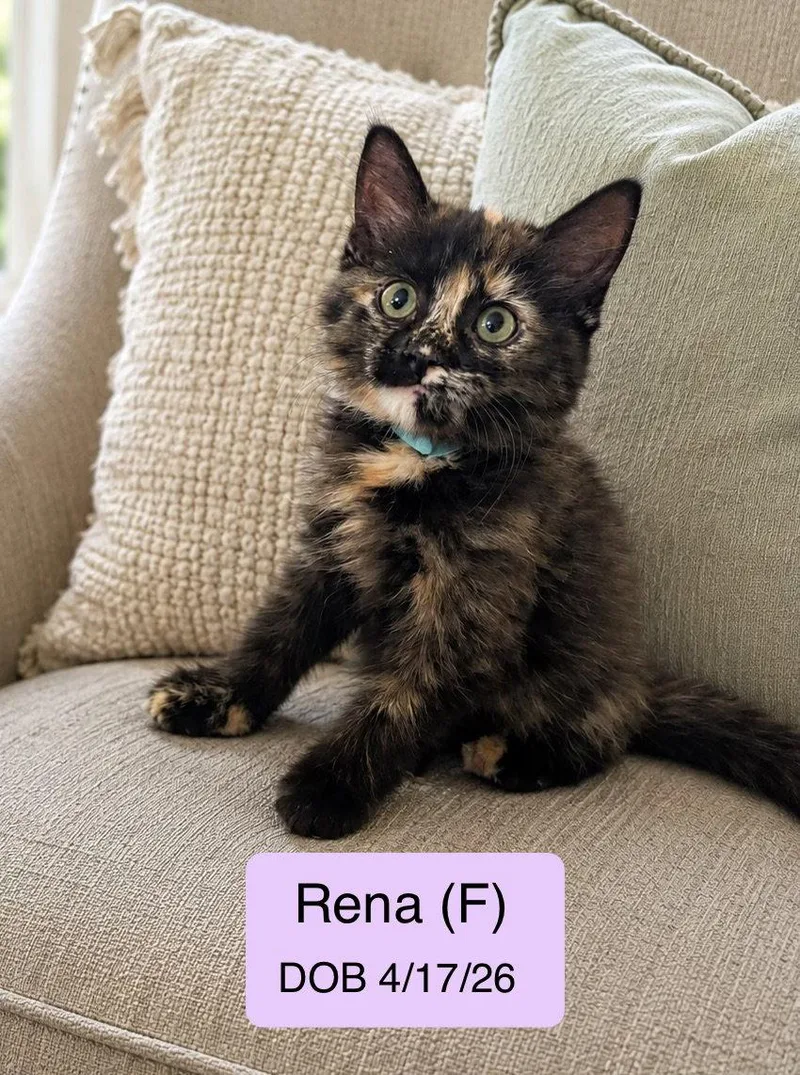 A baby medium-sized female Tortoiseshell cat named Rena for adoption in Vacaville, CA