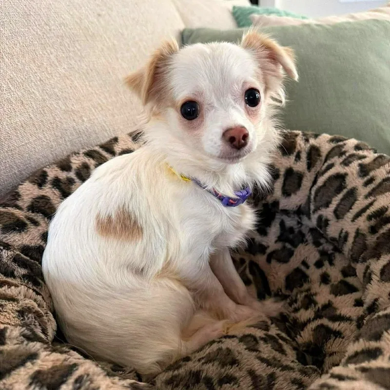 Black Berry thumbnail 2