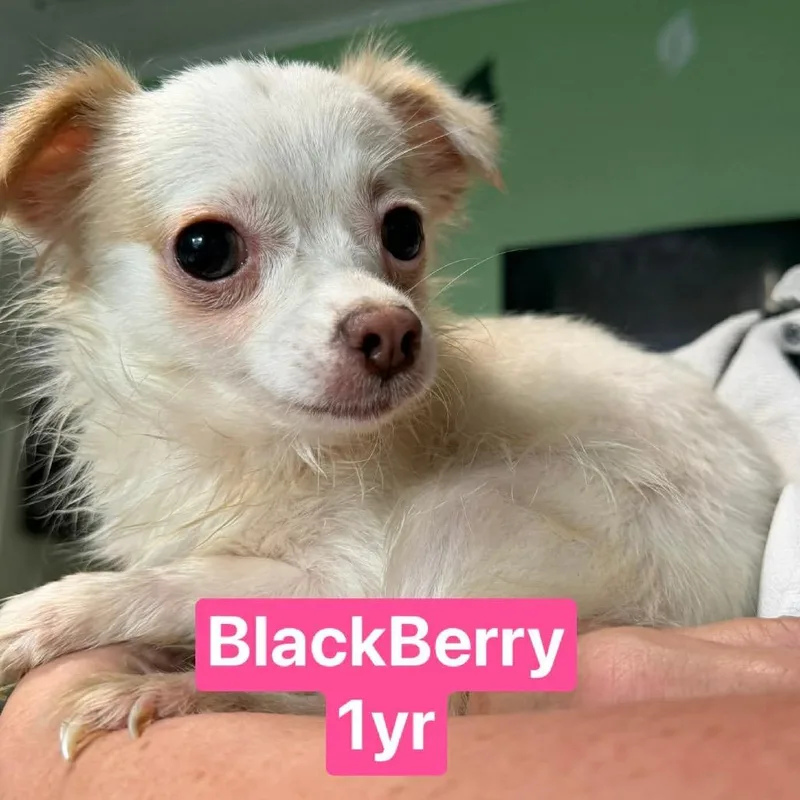 Black Berry thumbnail 3