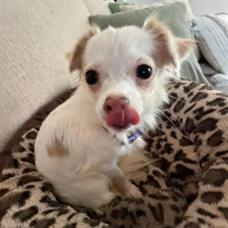 Black Berry thumbnail 4