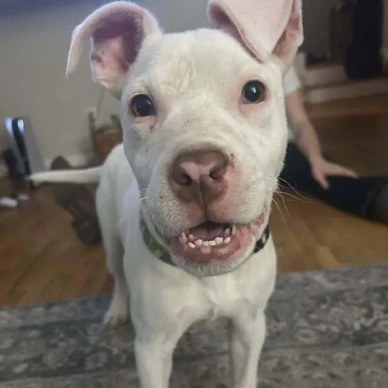 A young small-sized male Pit Bull Terrier dog named Carrot Cake for adoption in Zuni, VA