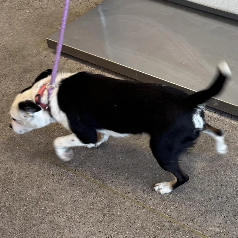 An adult medium-sized male Black Mixed Breed dog named Axel for adoption in Las Cruces, NM