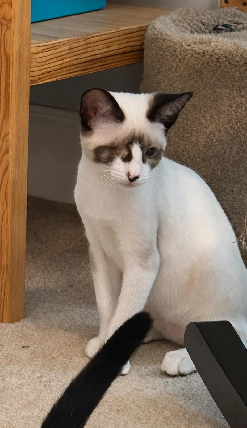 A baby medium-sized male Snowshoe cat named Captain Grayson for adoption in Spring Branch, TX