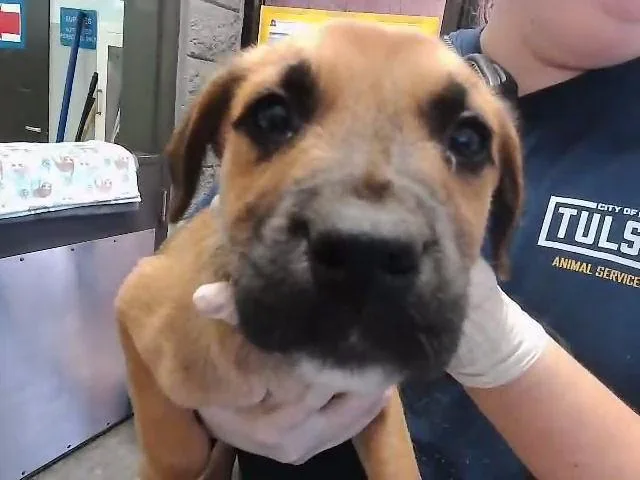 A baby small-sized male German Shepherd Dog dog named Khip for adoption in Tulsa, OK