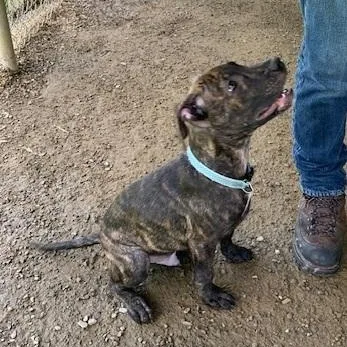 A baby large-sized male Brindle Mixed Breed dog named Pongo for adoption in Saint Marys, PA