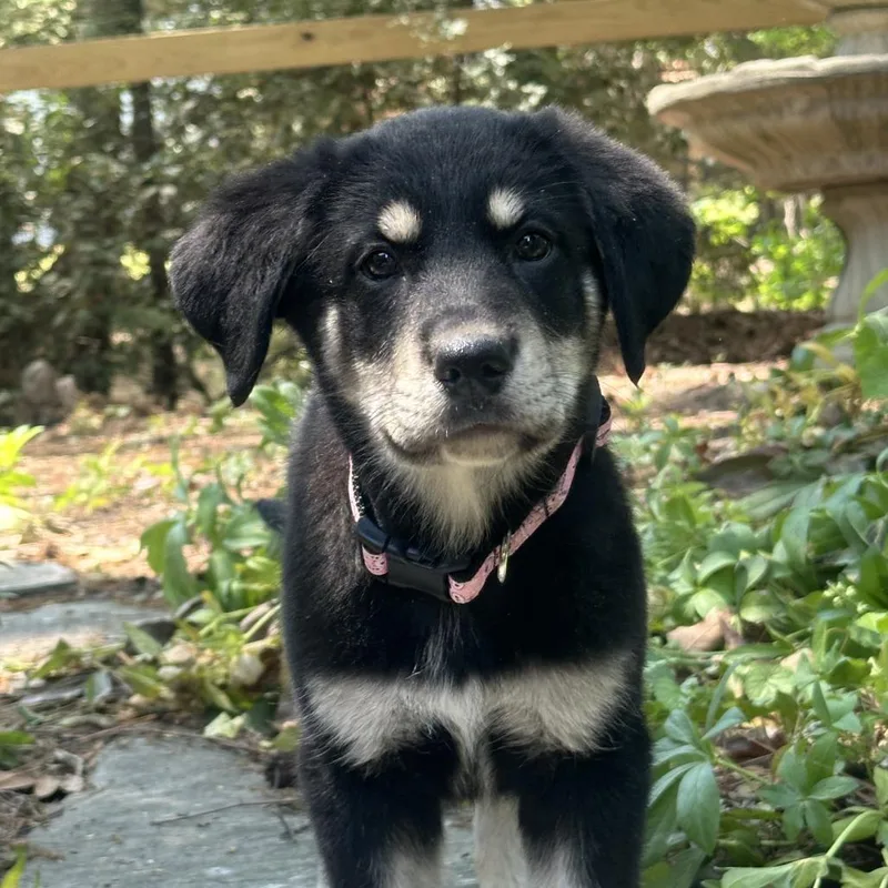 Daisy Mae thumbnail 2