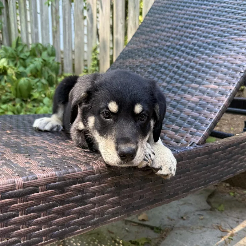 Daisy Mae thumbnail 3