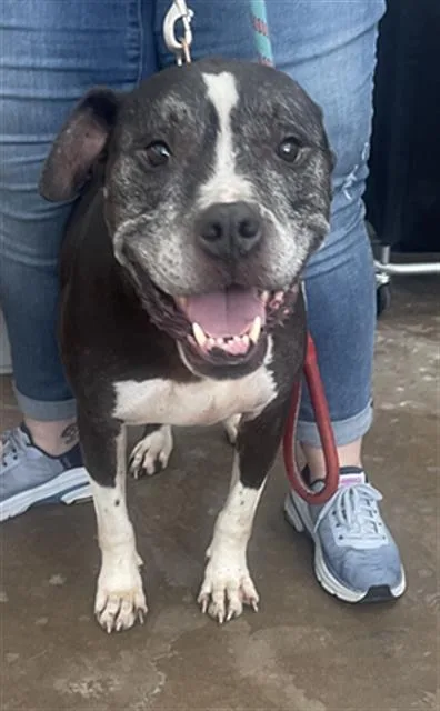 A senior large-sized male Mixed Breed dog named Boomer for adoption in Dallas, TX
