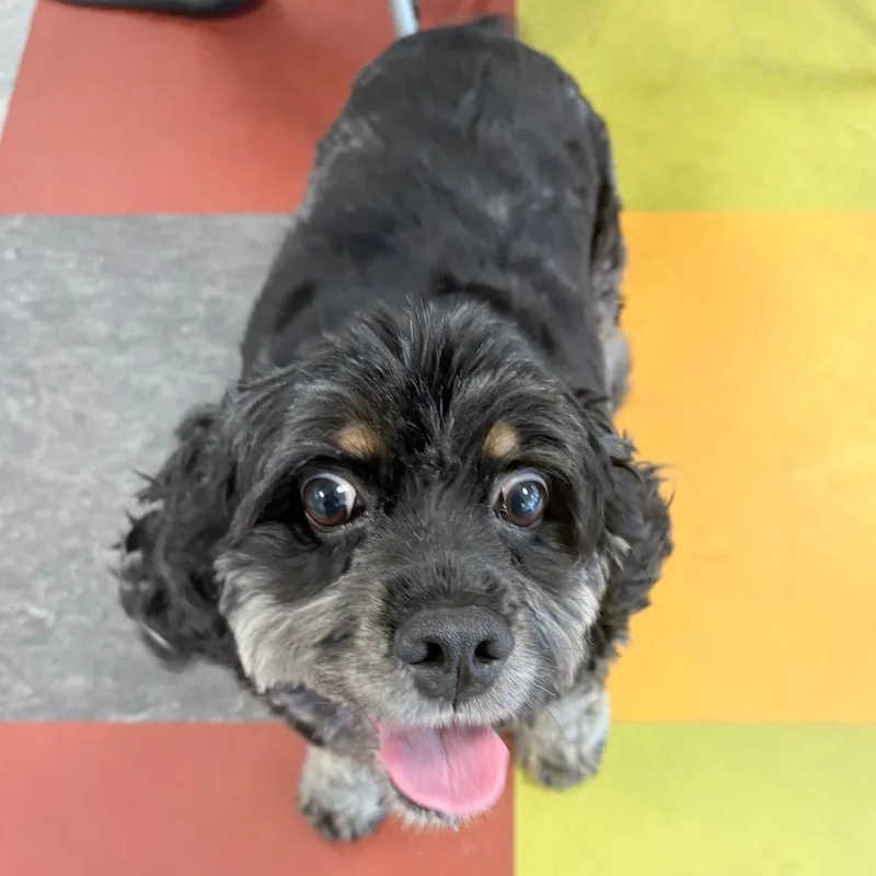 An adult small-sized female Black Cocker Spaniel dog named Cutie Pie for adoption in Philadelphia, PA