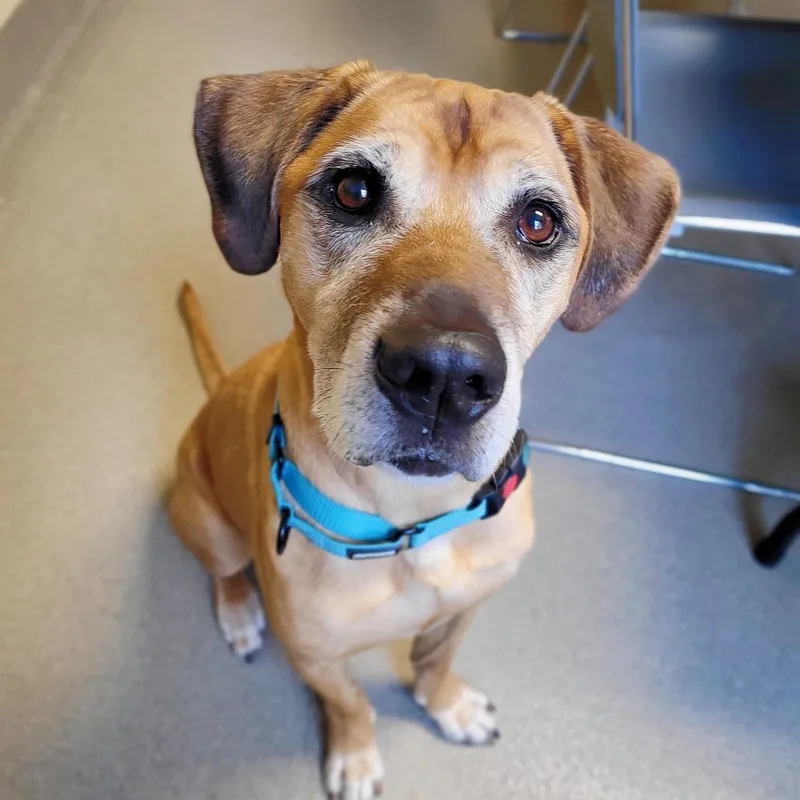 A senior medium-sized male Yellow / Tan / Blond / Fawn Mixed Breed dog named Craig for adoption in Fredericksburg, VA