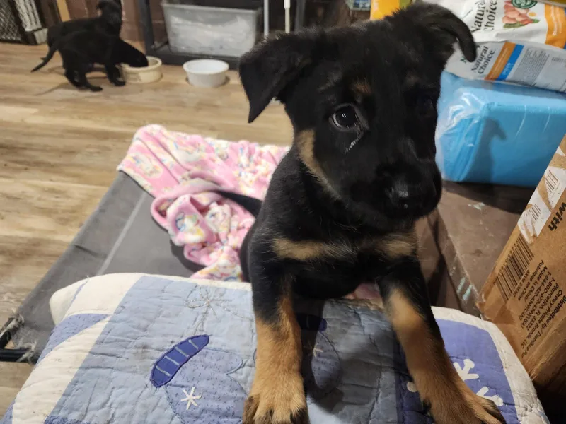 A baby medium-sized male Shepherd dog named Rubble for adoption in Marine City, MI