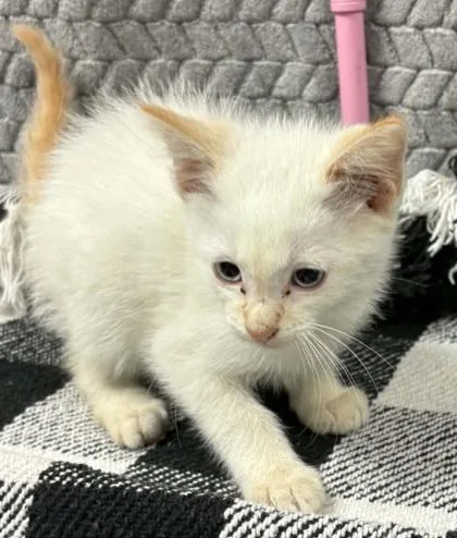 A baby small-sized male Domestic Short Hair cat named Podcast for adoption in Lampasas, TX