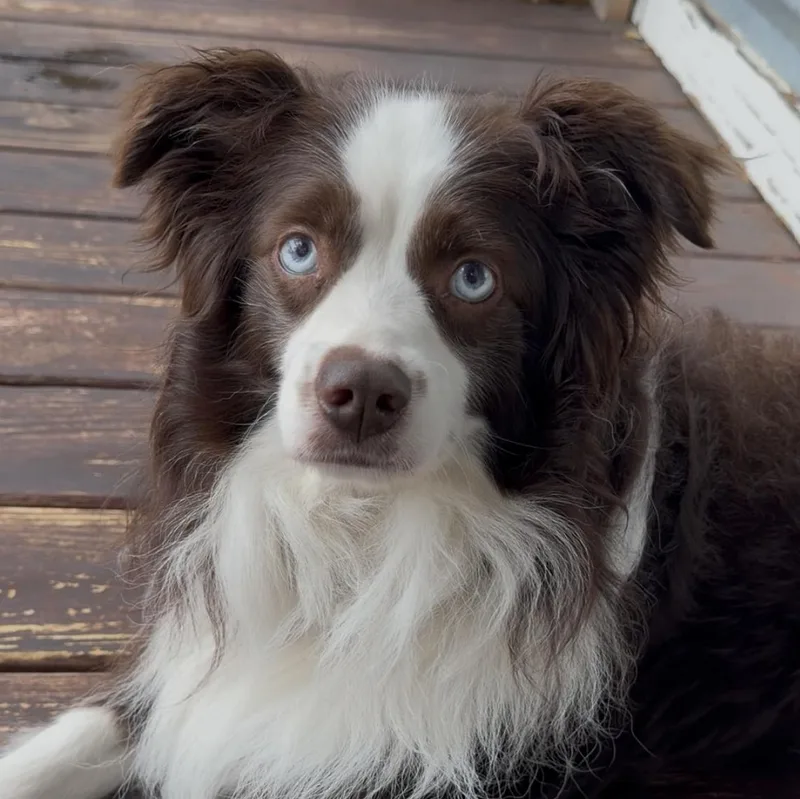 An adult small-sized male Brown / Chocolate Australian Shepherd dog named Jj for adoption in Driftwood, TX