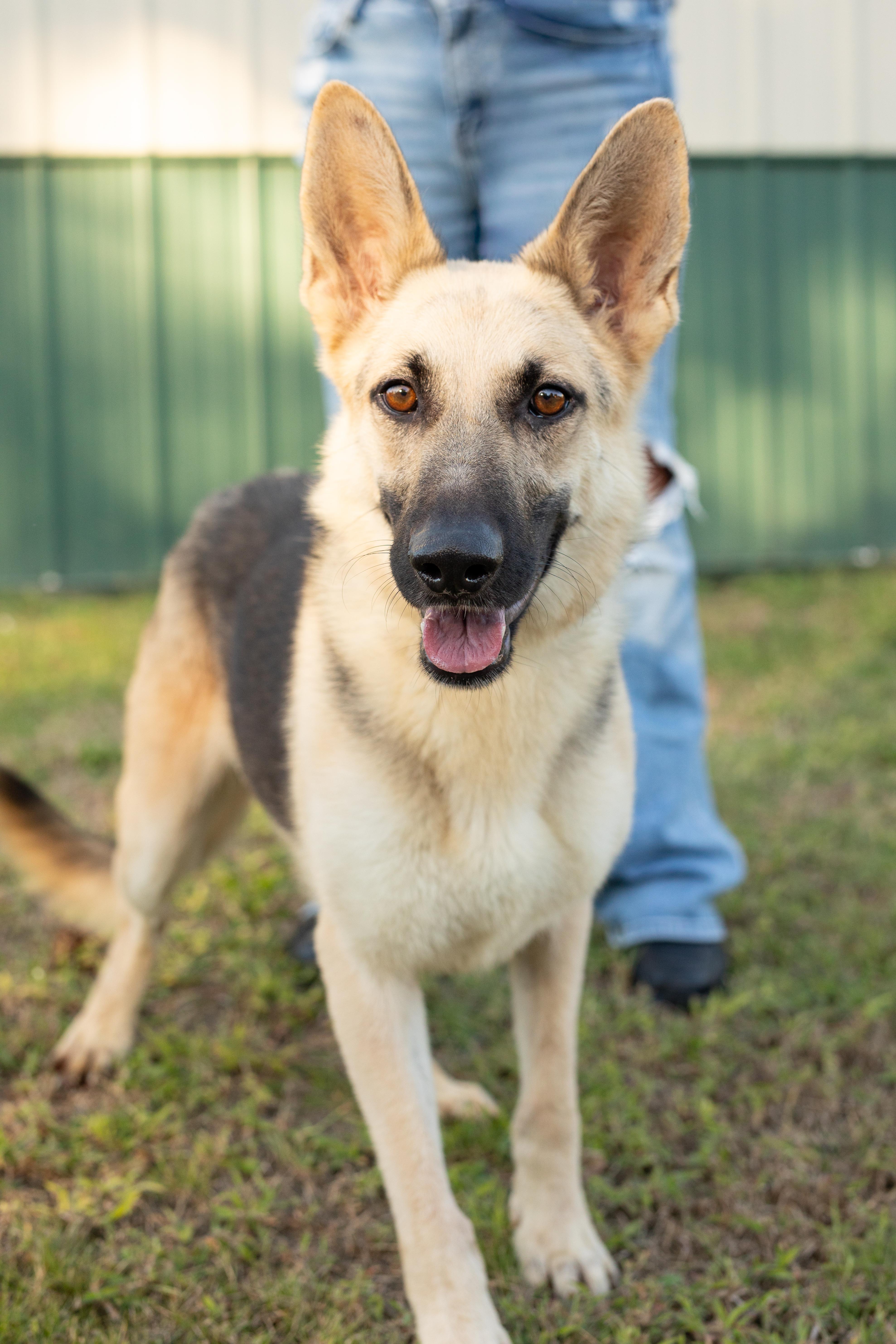 A young medium-sized female German Shepherd Dog dog named Annie for adoption in Dixon, KY