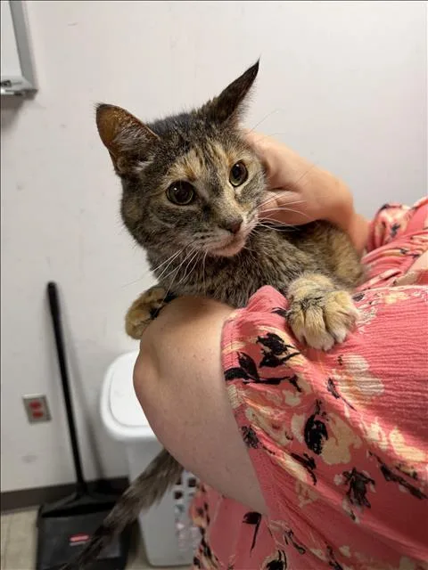 A senior large-sized female Domestic Medium Hair cat named Yodie for adoption in Chatsworth, CA