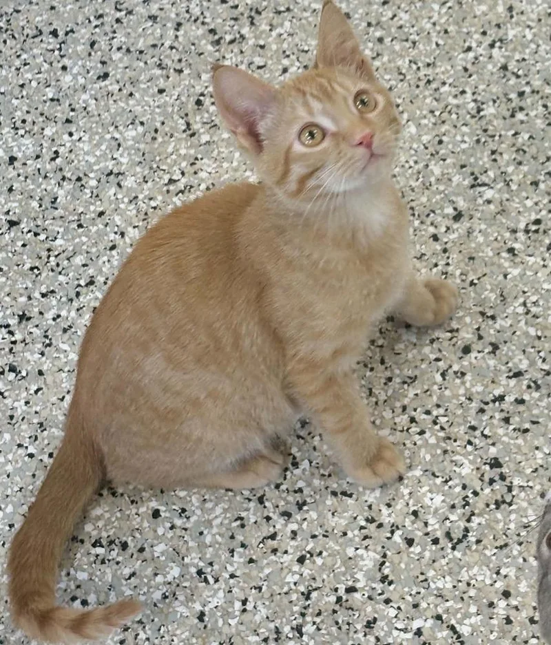 A baby small-sized male Orange & White Domestic Short Hair cat named Ron for adoption in Plymouth, MN