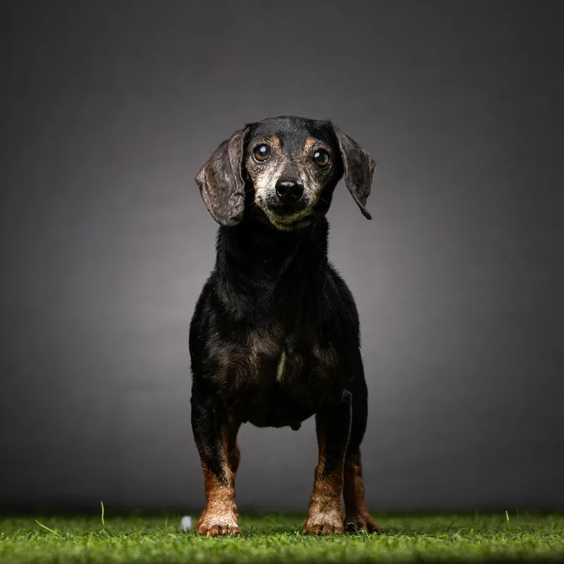 A senior small-sized female Black Dachshund dog named Cleo for adoption in Jupiter, FL