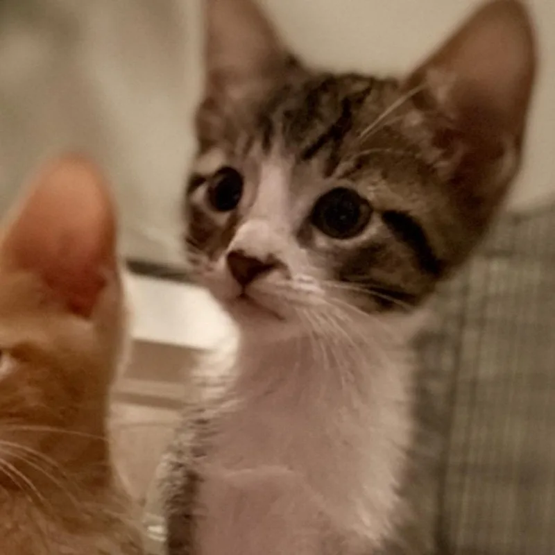 A baby small-sized male Brown / Chocolate Domestic Short Hair cat named Titan for adoption in Springfield, IL