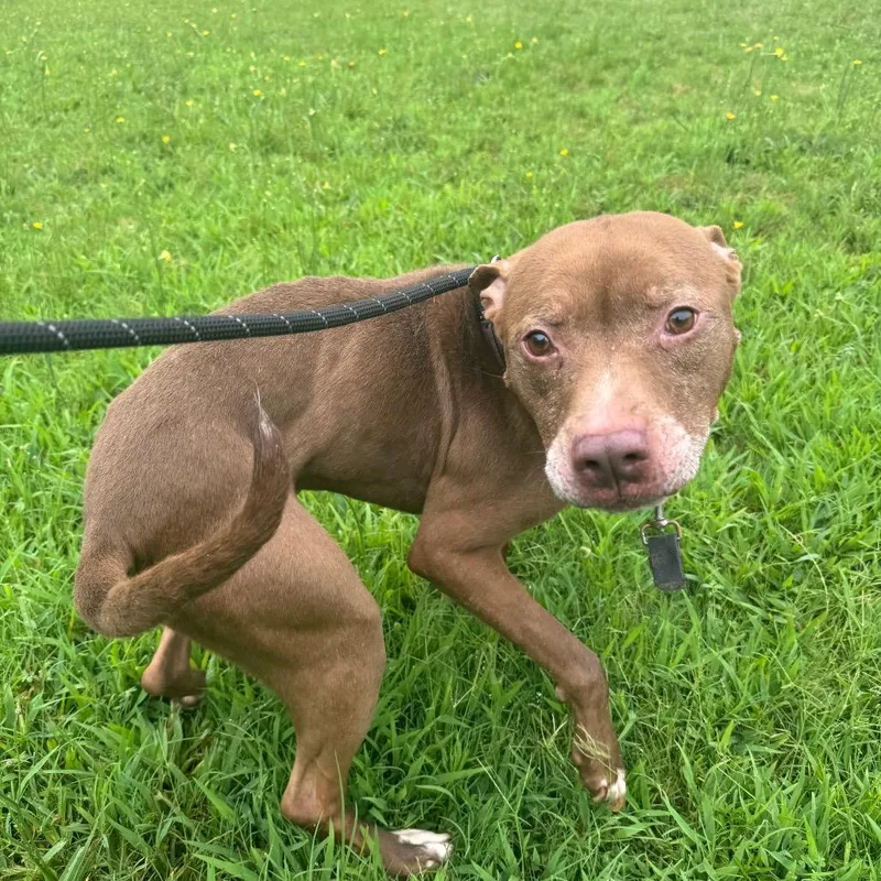 A senior medium-sized male Brown / Chocolate Mixed Breed dog named StrayCourtlandAvenue"Rusty" for adoption in Columbus, GA