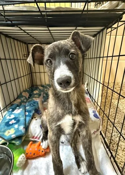 A young small-sized female Mixed Breed dog named Seesaw for adoption in Aiken, SC