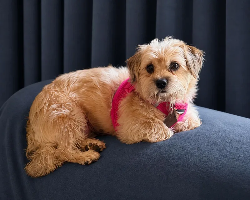 An adult small-sized female Shih Tzu dog named Molly Mar for adoption in Pacolet, SC