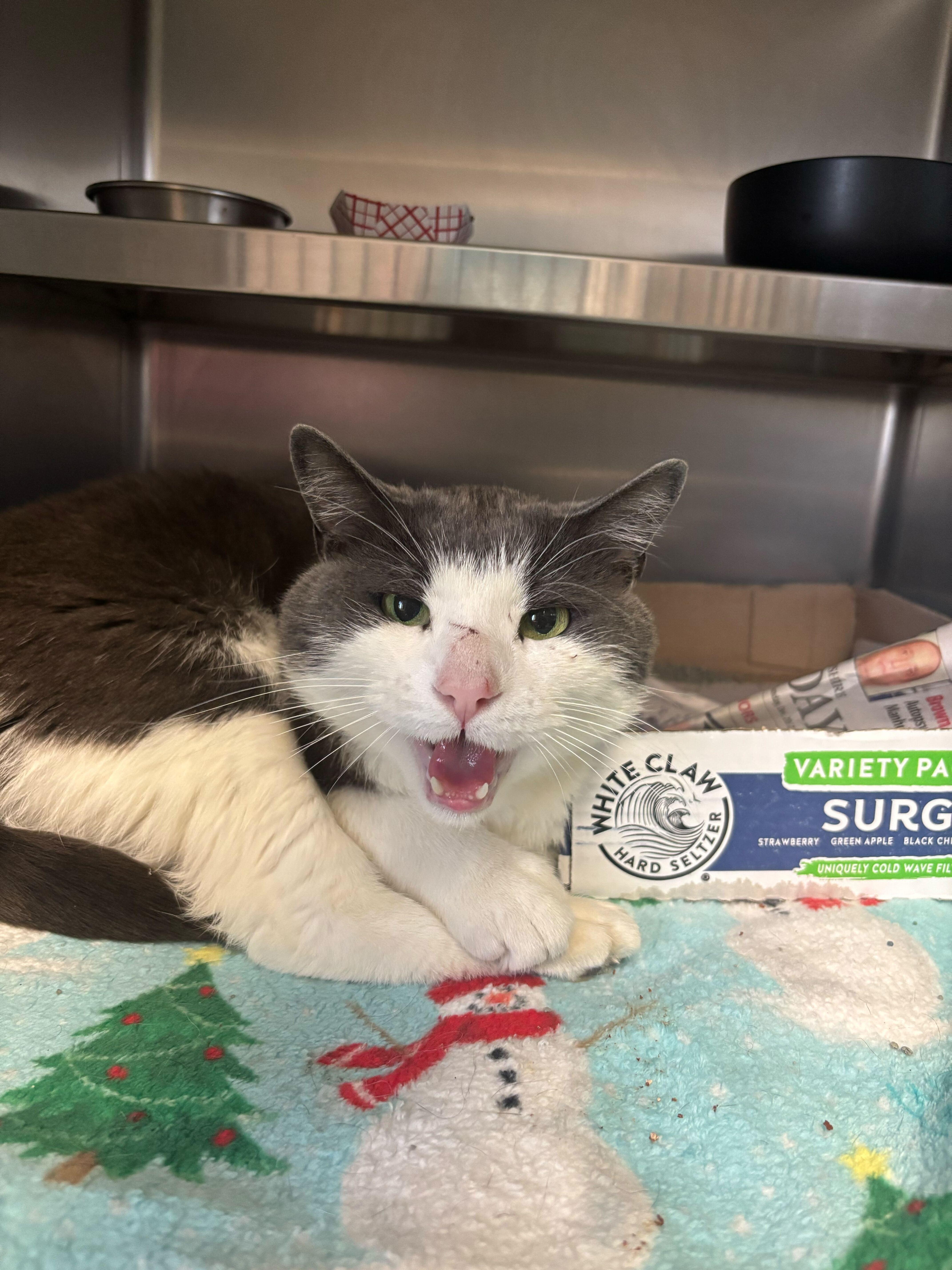 An adult medium-sized male Domestic Short Hair cat named Weather Boy for adoption in Manchester, NH