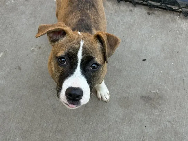 A young small-sized female Pit Bull Terrier dog named Tracy for adoption in Tulsa, OK
