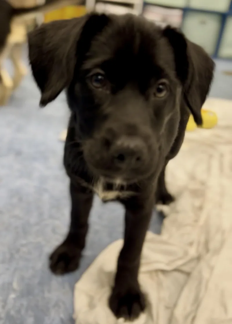 A baby medium-sized female Black Mixed Breed dog named Misty for adoption in Charleston, SC