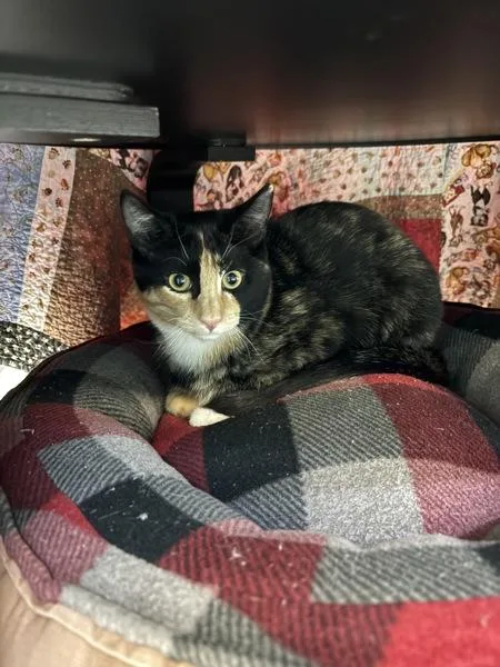 A baby small-sized female Domestic Short Hair cat named Granola for adoption in Sherwood, OR