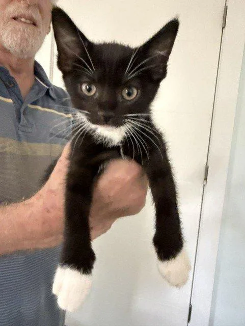 A baby small-sized male Black Domestic Short Hair cat named Frankie for adoption in Raleigh, NC