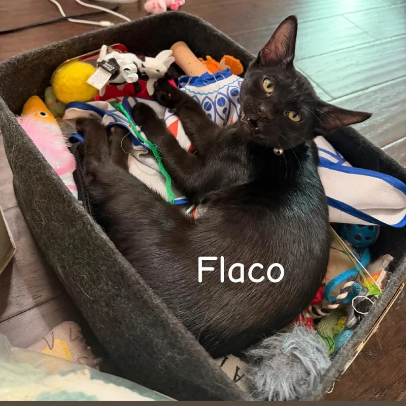 A baby medium-sized male Black Domestic Short Hair cat named Flaco for adoption in Prosper, TX
