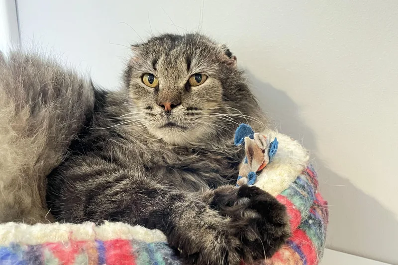 An adult medium-sized male Tabby (Brown / Chocolate) Domestic Medium Hair cat named Boss for adoption in Lincoln, NE
