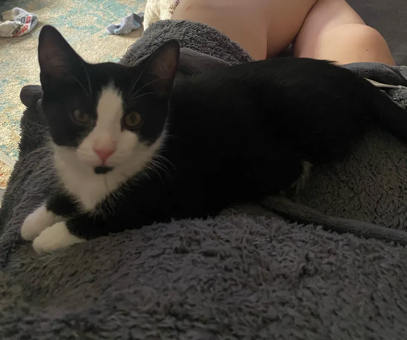 A young small-sized female Domestic Short Hair cat named Jean for adoption in Seven Valleys, PA