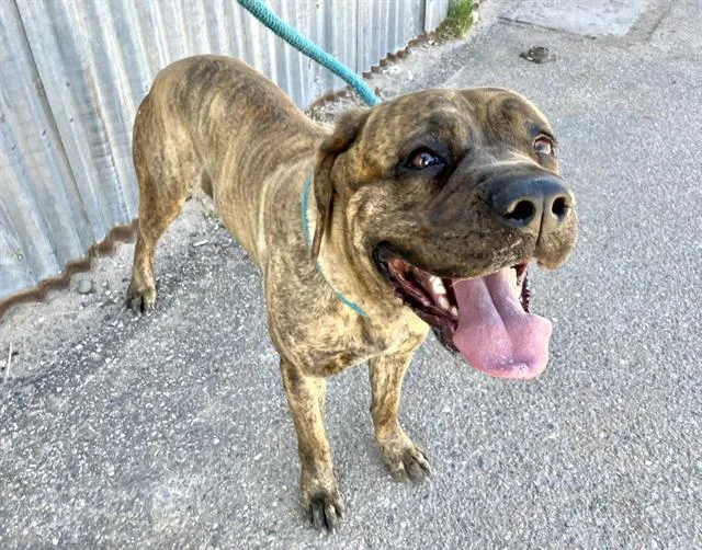 An adult large-sized female Cane Corso dog named Remi for adoption in Albuquerque, NM
