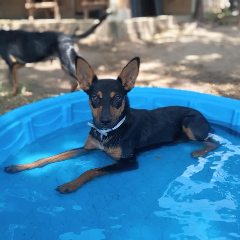 A young small-sized male Red / Chestnut / Orange Miniature Pinscher dog named Zorro for adoption in Houston, TX